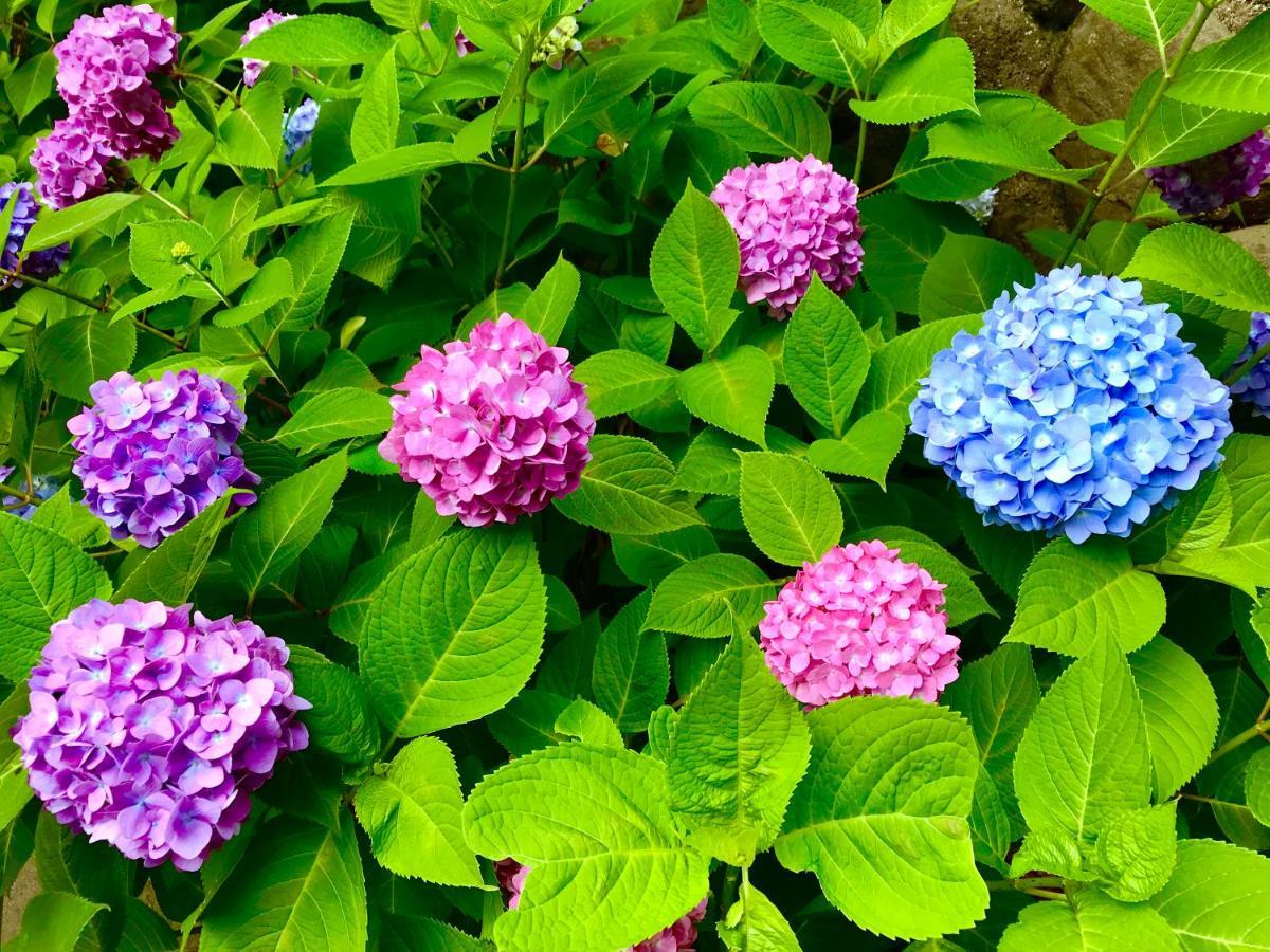 藤花楼 Kamakura Yamanouchi (Kanagawa) Exterior foto